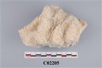 藏品(珊瑚化石)的圖片